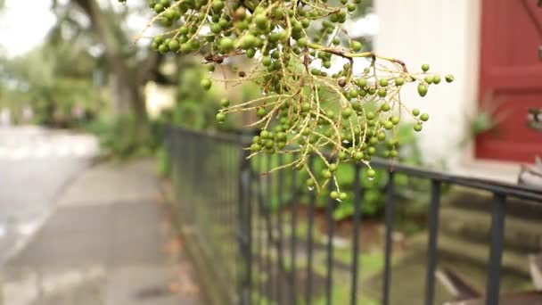 Passage Des Feuilles Vertes Clôture Aux Maisons — Video