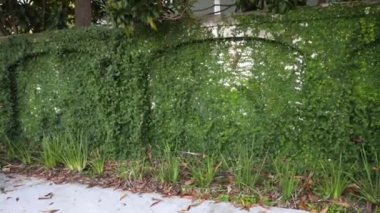 Sokaktaki parktaki güzel bitkiler.