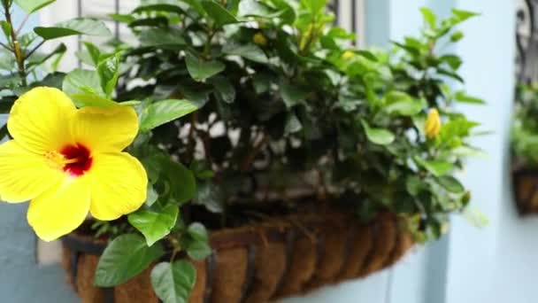 Beautiful Plants Park Street Yellow Flowers Window Street Follow Focus — Stock Video