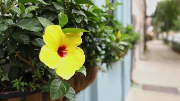 Hermosas Plantas Parque Calle Flores Amarillas Ventana Desde Calle — Vídeos de Stock