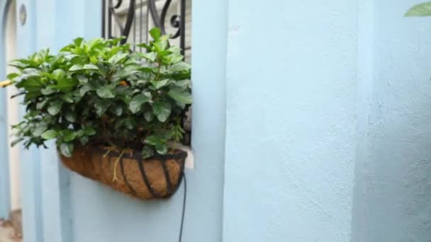 Hermosas Plantas Parque Calle Flores Amarillas Ventana Desde Calle — Vídeos de Stock