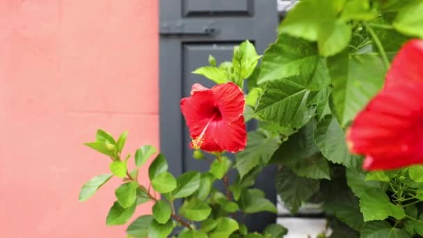 Hermosas Plantas Parque Calle Flores Rojas Calle Puerta Siga Enfoque — Vídeos de Stock