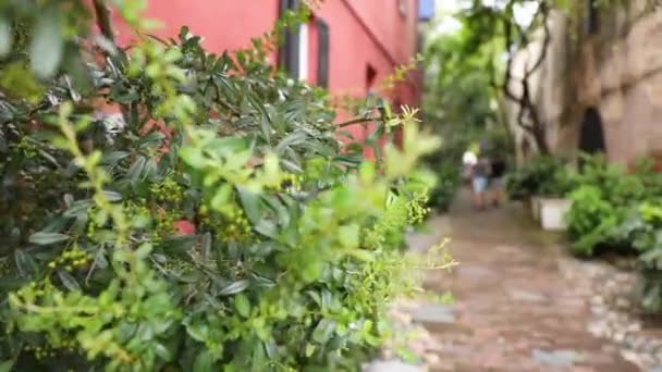 Prachtige Planten Het Park Straat Rode Bloemen Straat Bij Deur — Stockvideo