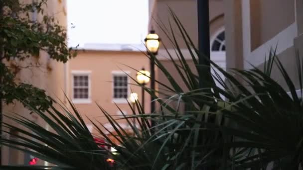 Vecchia Lampada Strada Palo Vista Attraverso Fiori Seguire Messa Fuoco — Video Stock