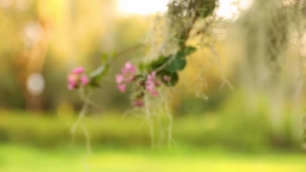 Belle Piante Nel Parco Sulla Strada Primo Piano Sparato — Video Stock