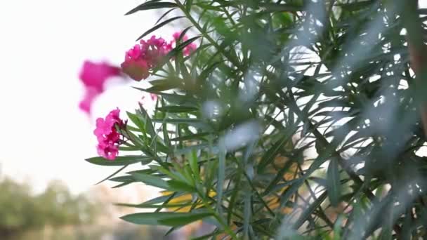 Schöne Pflanzen Park Auf Der Straße Nahaufnahme — Stockvideo