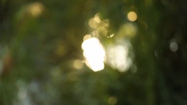 Sazlıklar rüzgarda sallanıyor Kuru bitki rüzgarda sallanıyor