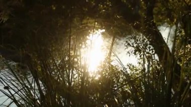 Sazlıklar rüzgarda sallanıyor Kuru bitki rüzgarda sallanıyor