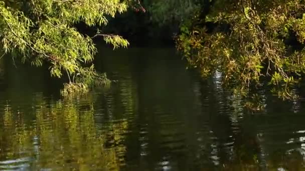 Het Riet Zwaait Wind Droge Plant Zwaaiend Wind — Stockvideo