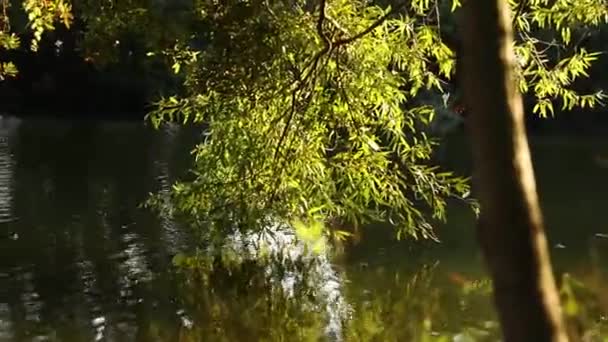 Foto Deslizante Fuente Parque — Vídeos de Stock