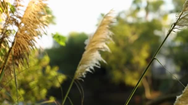 Las Lengüetas Planta Secado Eólico Oscilan Viento — Vídeo de stock