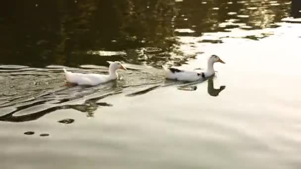 Kacsák Úsznak Napoznak Fiatal Kacsák Tavon — Stock videók