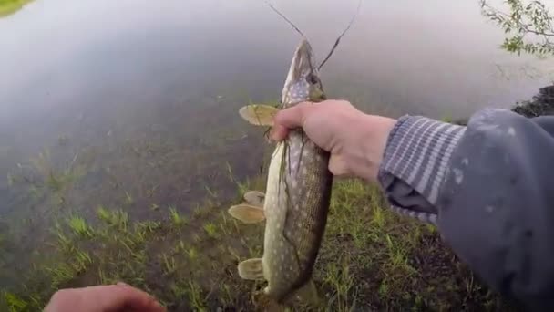 Jóvenes Pescadores Faenando Activamente Lago Hombre Libera Pique — Vídeos de Stock