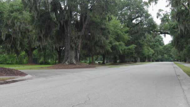 Empty Nature Road Summer Time Beautiful Trees Plants Long Way — Stock Video