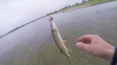 Bir balıkçının yakaladığı oltaya takılan mızrak.