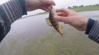 Oltaya takılmış balık levreği.