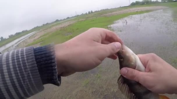 Gevangen Visbaars Hangend Aan Haak — Stockvideo