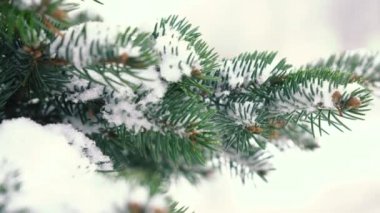 Kar yavaşça bir Noel ağacı ya da çam ağacının arkasına düşüyor. Yeni yıl, Noel, kış. 4k