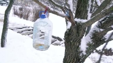 Besleyici, bir atlı karınca gibi dönüyor, soğuk güneşli bir günde, bir şehir parkında.