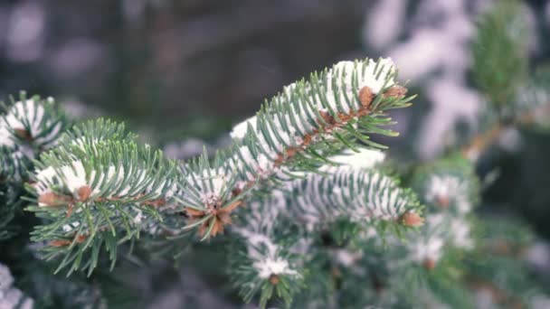 雪はクリスマスツリーや松を背景にゆっくりと降ってきます クリスマス — ストック動画