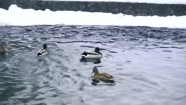 Ördekler Drenler Kış Havuzunda Yüzerler Kuşlar Buz Kütlelerinin Arasında Gölün — Stok video