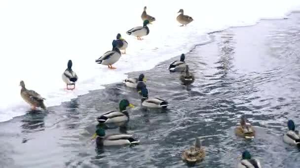 Les canards et les drakes nagent dans l'étang d'hiver. Les oiseaux hivernent sur l'eau du lac parmi les banquises. 4k