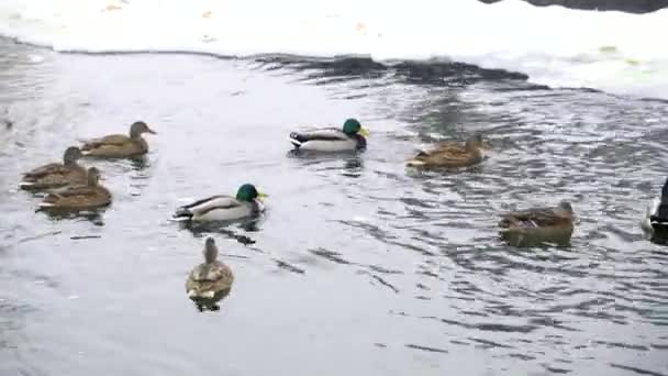 Patos Drenos Nadam Lagoa Inverno Pássaros Inverno Água Lago Entre — Vídeo de Stock