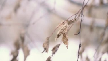Bir daldan ayrılışın makro çekimi. Makro kışın ortasında vuruldu. 4k