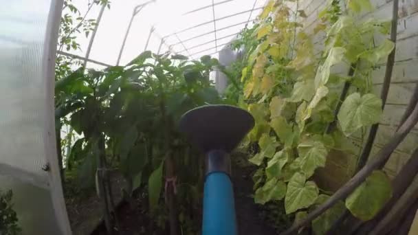 Vida en el campo. Agricultor, jardinero regando el jardín en el invernadero. El jardinero fertiliza las plantas. herramientas de jardín. Aves. Vida de pueblo. Gopro. 4 k — Vídeo de stock