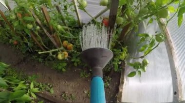 Köy hayatı. Çiftçi, bahçıvan serada bahçesulama. Bahçıvan bitkileri döller. bahçe araçları. Tavuk. Köy hayatı. Gopro. 4 k