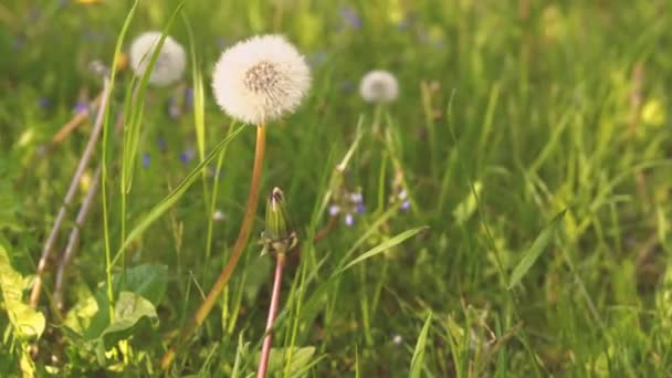 Vista de las manos recogiendo flores silvestres en un prado en primavera. Mujer chica tomando diente de león y flores de margarita del campo disfrutando de la temporada a la luz del sol de la mañana. Alergia al polen. cámara lenta 4k — Vídeo de stock