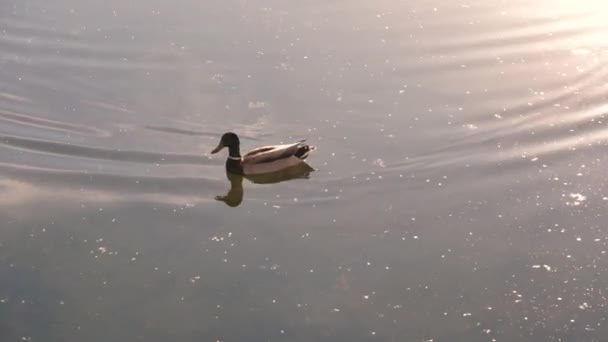 Pato nadando e se alimentando em câmera lenta em uma lagoa dourada e azul no outono. Vista do pôr-do-sol. Bela cena da natureza em horas douradas. Close-up de um pato marrom flutuando em uma lagoa com ondulações 4k — Vídeo de Stock