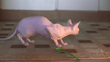 Güzel kadife kedi Sphinx koridorda yerde bir oyuncakla oynuyor ve dönüp halıya oturuyor. Sfenks cinsi. Sevimli kedi. Ev hayvanı. Sevimli evcil hayvan. En iyi arkadaşım. Hayvan bakımı 4k