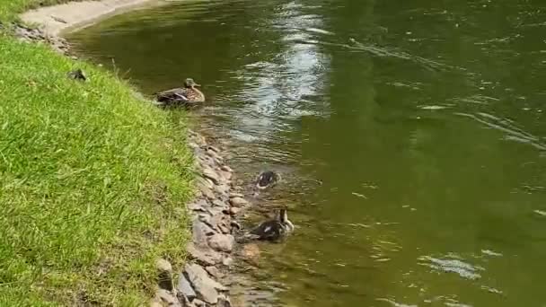 Duck With a Chod of Ducklings In Shallow Water. Ducks On The Pond Clean Feathers. Kachny plavou v čistém jezírku u břehu. Matka divoká se svými kachnami v zeleném jezírku plném řas 4k — Stock video