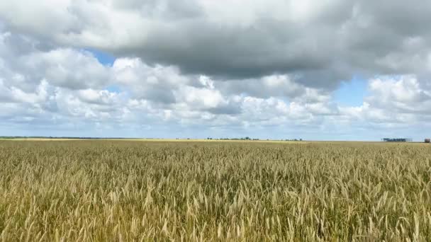 曇りの日に大規模な畑で小麦を熟成させる畑。小麦の小穂に穀物の揺れ風があります。夏に穀物収穫が始まります。農業ビジネスの概念です。環境に優しい小麦4k — ストック動画