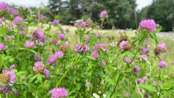 Közelkép Űrdongó gyűjti nektár egy lóhere virág. Szeles, napos nyári nap. A vörös lóhere szépen virágzik, és a dongó mézet gyűjt a virágból. Field of Clover Virágok 4k — Stock videók