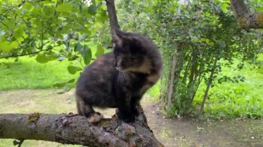 Yakından bakınca Evsiz Kedi 'nin Güzel Siyah Kahverengisi ya da yaz manzarasında bir ağaçta yaşayan evcil sağlıklı kedi. Karmaşık renkli kedi yavrusu bir ağaca tırmandı ve dallarda saklanıyor.