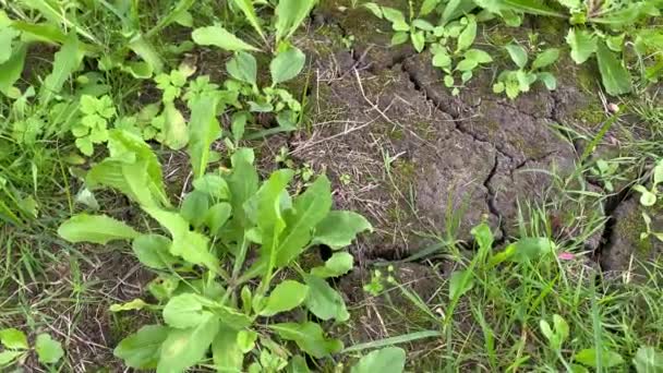 Planten kweken op droge gebarsten grond. Broeikaseffect. Vernietiging van vegetatie door hitte. Dreig van vernietiging van de vegetatie van de aarde. Dood voor planten. Milieuramp 4k — Stockvideo