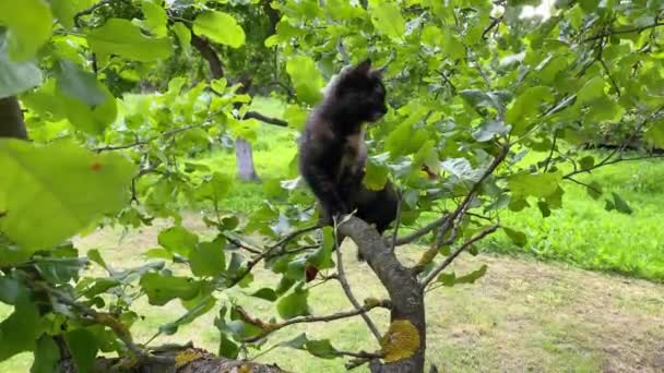 Mutlu komik kedi yavrusunu kapat. Uzun ağaçların üzerinde karışık renkli oturuyor. Sıcak bir yaz gününde dinlenen ve daldan dala tırmanan bir kara kediye bakın. Şirin siyah ve kahverengi kedi, doğal arka plan 4k — Stok video