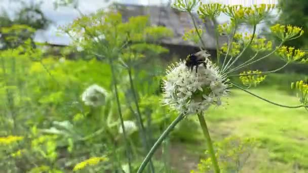 Close up Bumblebee coleta néctar de uma flor. Dia ensolarado de verão ventoso. Uma abelha zangão preta e amarela alimentando-se de pólen em pétalas brancas floresce lindamente coleta mel da flor 4k — Vídeo de Stock