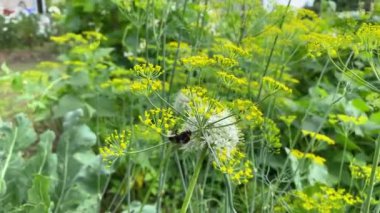 Yaban arısı tatlı beyaz çiçeğe tırmanıyor, Beyaz Umbelliferous çiçeğindeki nektarı arıyor. Ağır çekimde yaklaşın. Ormanda yaz çiçekleri. Çiçekler açan beyaz bir arı üzerinde 4k uçar.