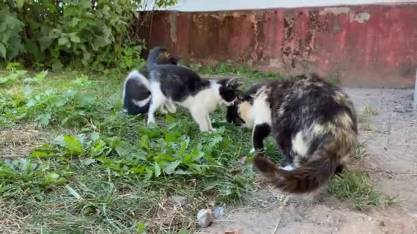 Drie ondeugende speelse kittens en een kleurrijke kat eten voedsel uit het groene gras. Straat wild gestreept en vlekkerig. Ontvangenis van dakloze dieren in de straten van grote stad 4k. volgen focus — Stockvideo