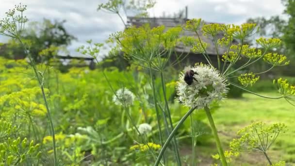 Bumblebee wspina się na słodki biały kwiat, szukając nektaru na Białym Kwiecie Umbelliferous. Zamykamy. Letnie kwiaty w lesie. Kwitnące kwiaty białego, nad którym latają pszczoły 4k — Wideo stockowe