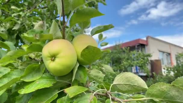Friss zöld éretlen almák és levelek egy almafa ágain tántorognak a kerti szélben színes napsugarakkal. Egészséges gyümölcsfogyasztás, betakarítási koncepció, nyers vegán bio helyi élelmiszer 4K — Stock videók
