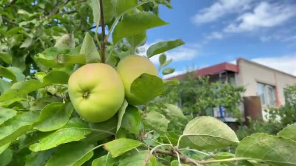 Frische grüne unreife Äpfel und Blätter an den Zweigen eines Apfelbaums schwanken im Garten mit bunten Sonnenstrahlen im Wind. Gesundes Obst essen, Erntekonzept, rohe vegane Biolebensmittel — Stockvideo