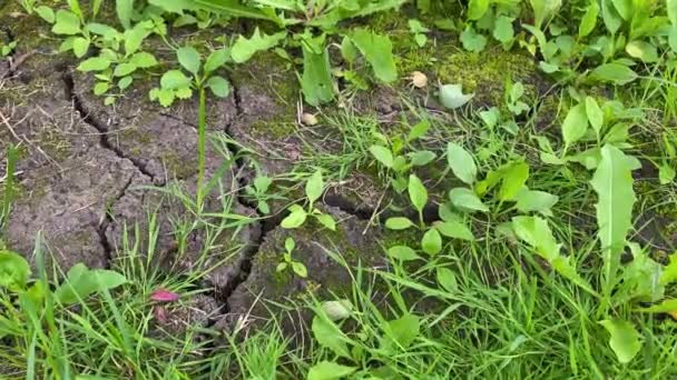 Parfymerad och sprucken mark med grödor som växer och vattenkris för växter på landsbygden. Mark förstörd av erosion och global uppvärmning - ekologiska frågor koncept, lera sprickor 4k — Stockvideo