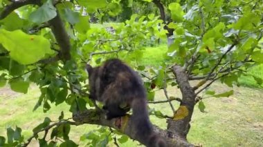 Mutlu komik kedi yavrusunu kapat. Uzun ağaçların üzerinde karışık renkli oturuyor. Sıcak bir yaz gününde dinlenen ve daldan dala tırmanan bir kara kediye bakın. Şirin siyah ve kahverengi kedi, doğal arka plan 4k
