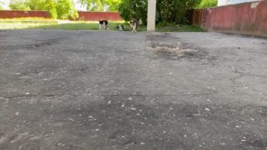 Yetişkin, çok renkli bir kedi asfalt bir yolda yürüyor. Arka planda kedi ve mutlu kediler var. Yemek arayan anne emziriyor. Serseri hayvanların korunması kavramı 4K