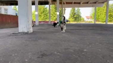 Yetişkin, çok renkli bir kedi asfalt bir yolda yürüyor. Arka planda kedi ve mutlu kediler var. Yemek arayan anne emziriyor. Serseri hayvanların korunması kavramı 4K