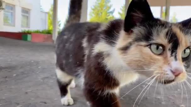 Närbild Vuxen Flerfärgad Katt Går Längs Asfalterad Väg Kameran Katt — Stockvideo